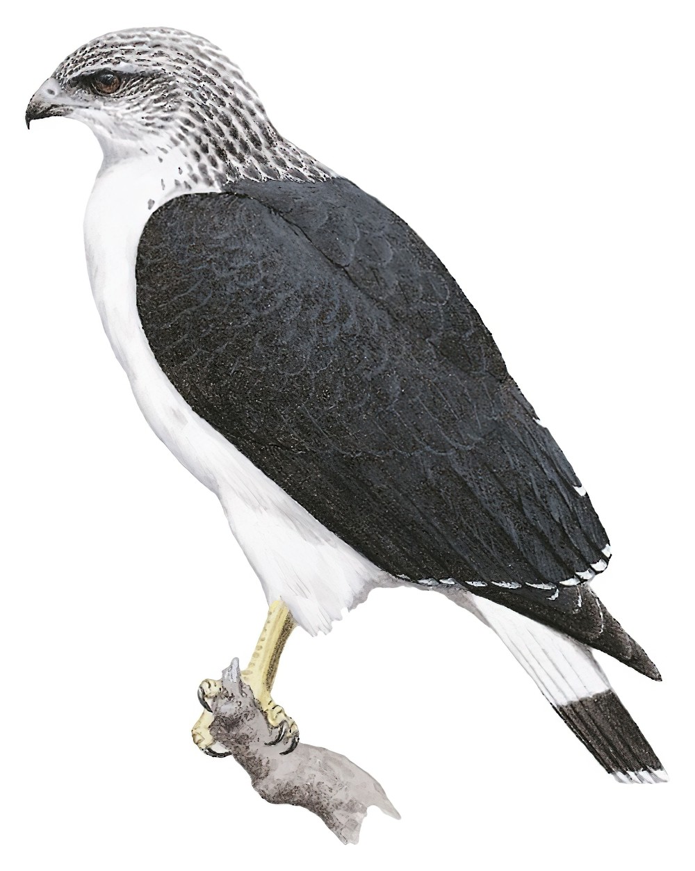 Gray-backed Hawk / Pseudastur occidentalis