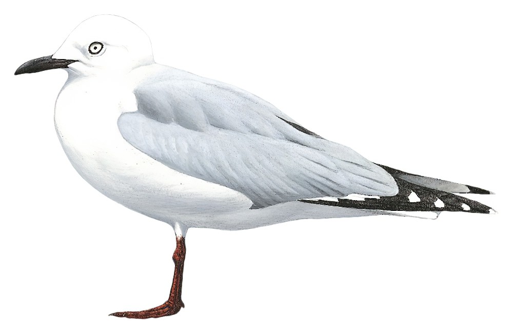 Black-billed Gull / Chroicocephalus bulleri