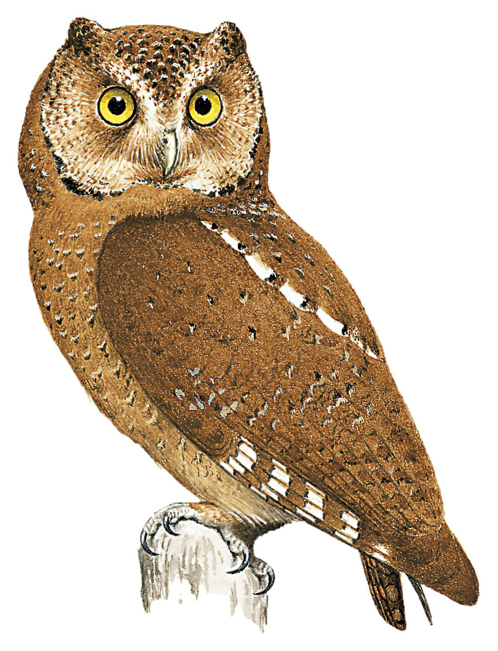 Mountain Scops-Owl / Otus spilocephalus