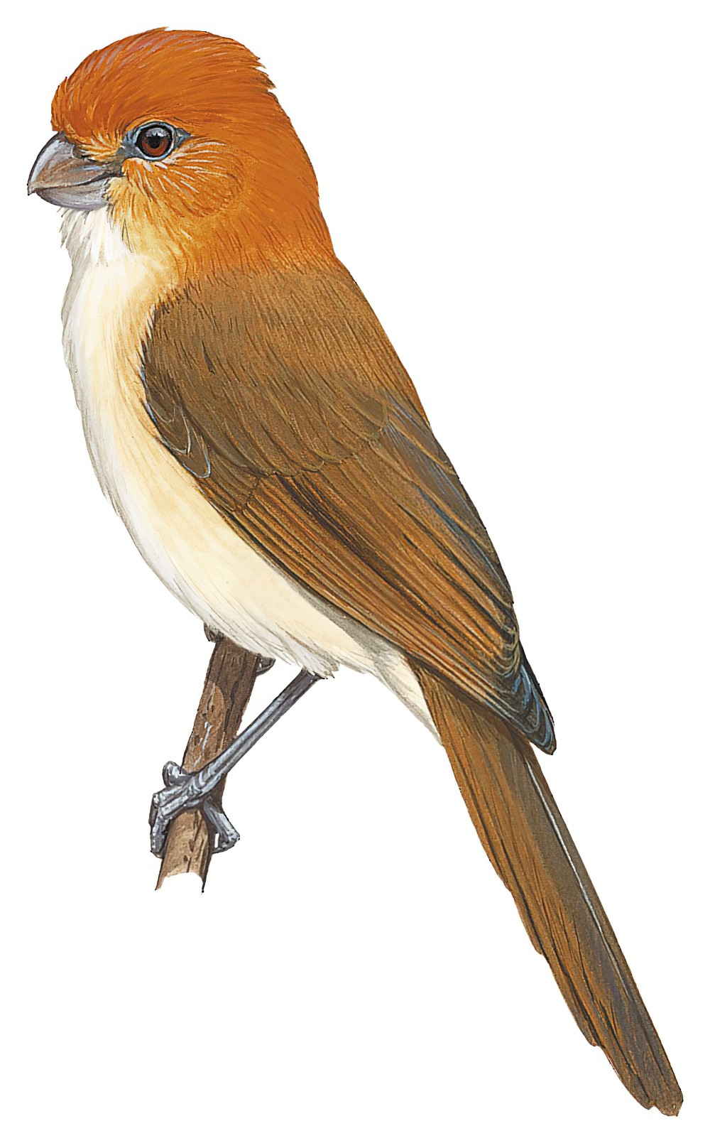 White-breasted Parrotbill / Psittiparus ruficeps