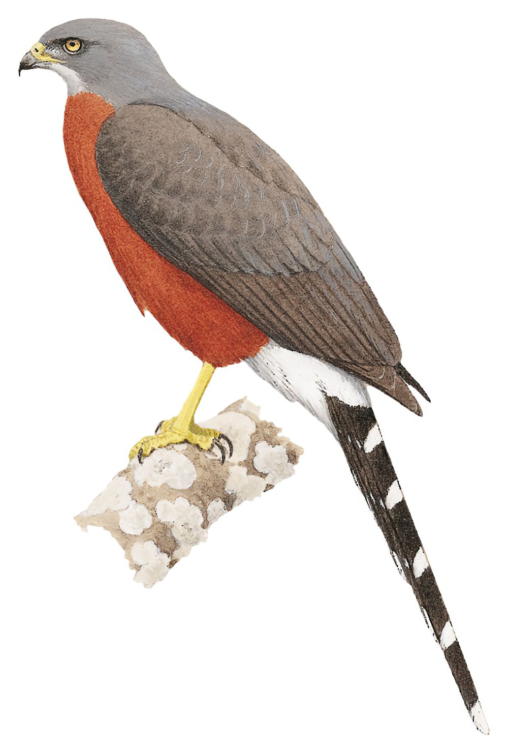 Long-tailed Hawk / Urotriorchis macrourus