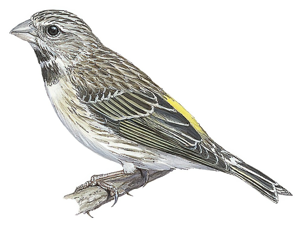 Black-throated Canary / Crithagra atrogularis