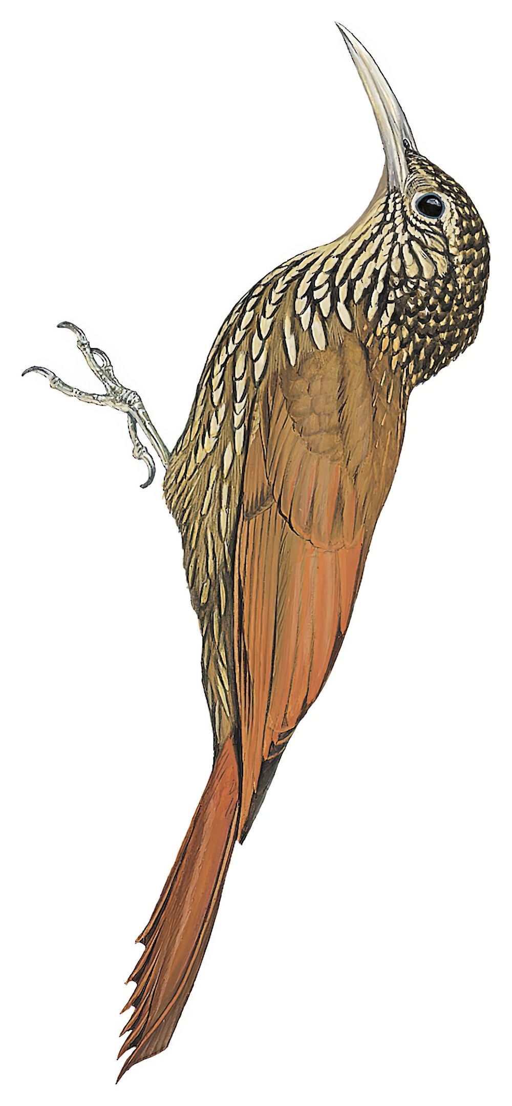 Spot-crowned Woodcreeper / Lepidocolaptes affinis