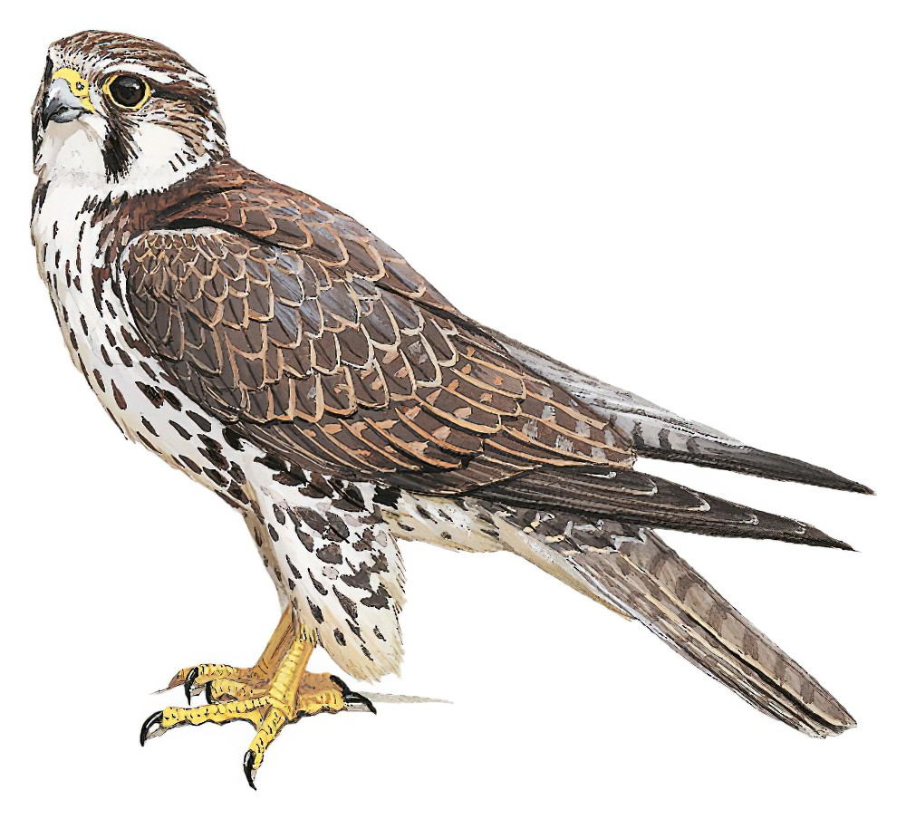 Prairie Falcon / Falco mexicanus