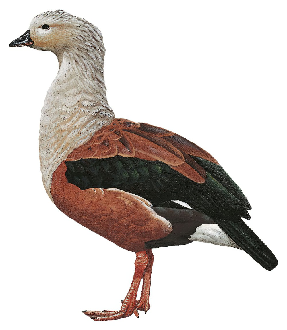 Orinoco Goose / Oressochen jubatus