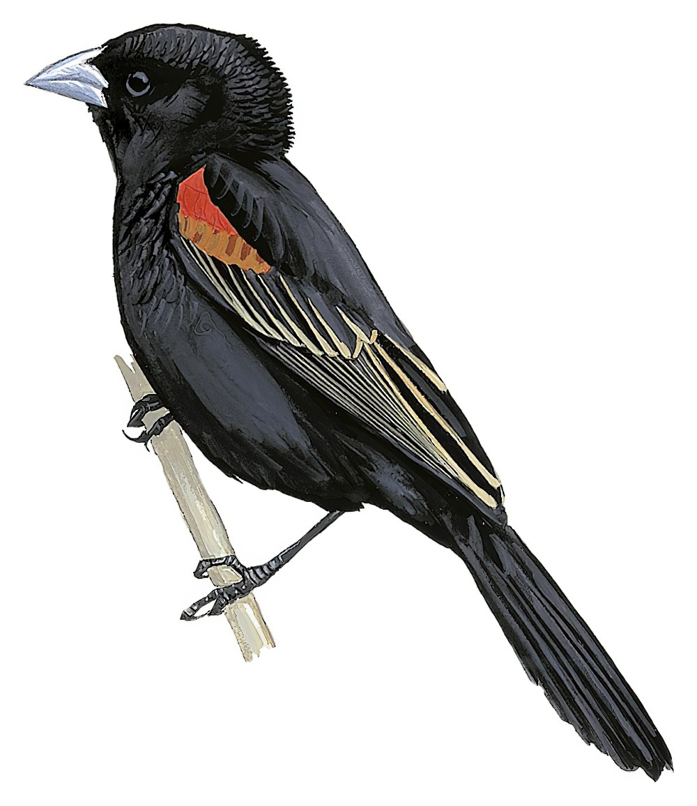 Fan-tailed Widowbird / Euplectes axillaris