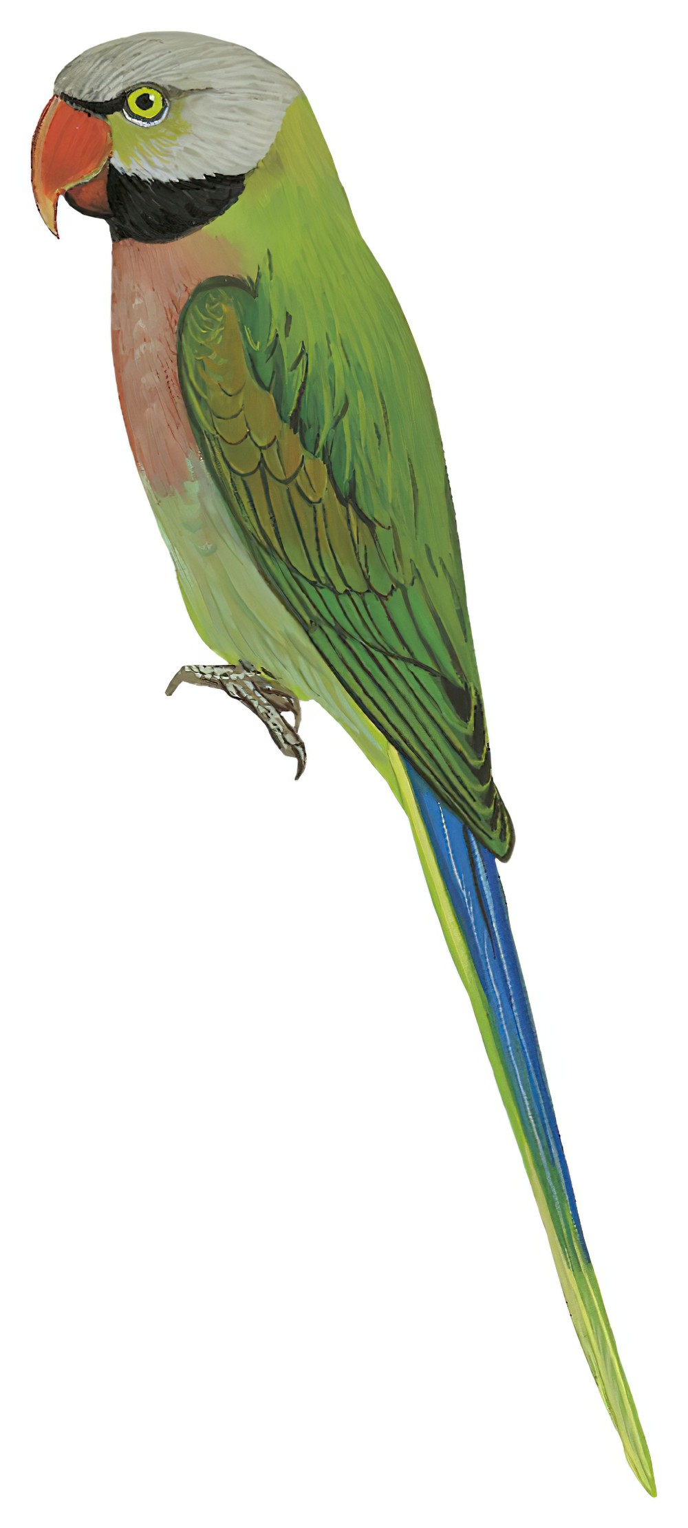 Red-breasted Parakeet / Psittacula alexandri