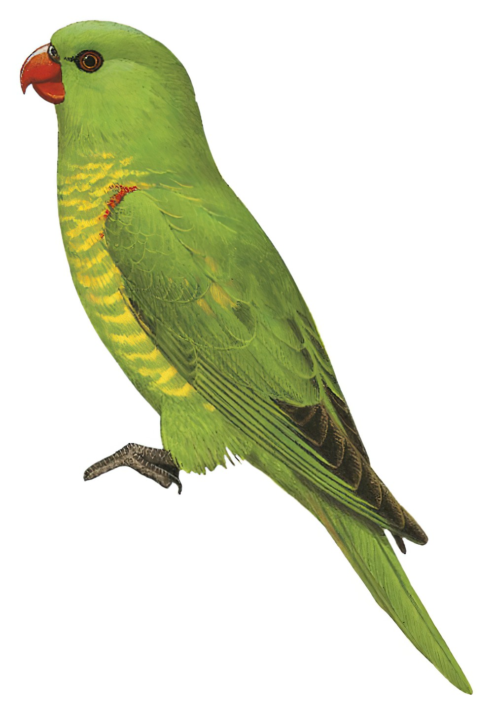 Scaly-breasted Lorikeet / Trichoglossus chlorolepidotus