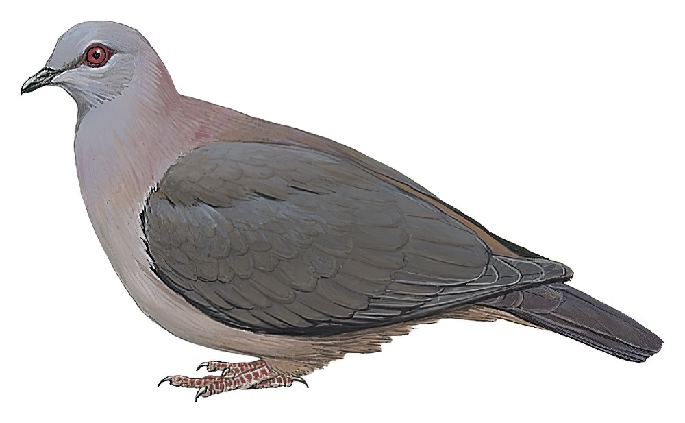 Dusky Pigeon / Patagioenas goodsoni