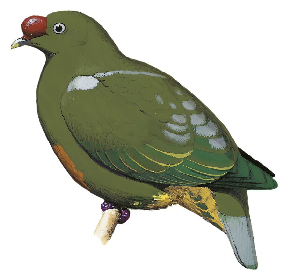 Knob-billed Fruit-Dove / Ptilinopus insolitus