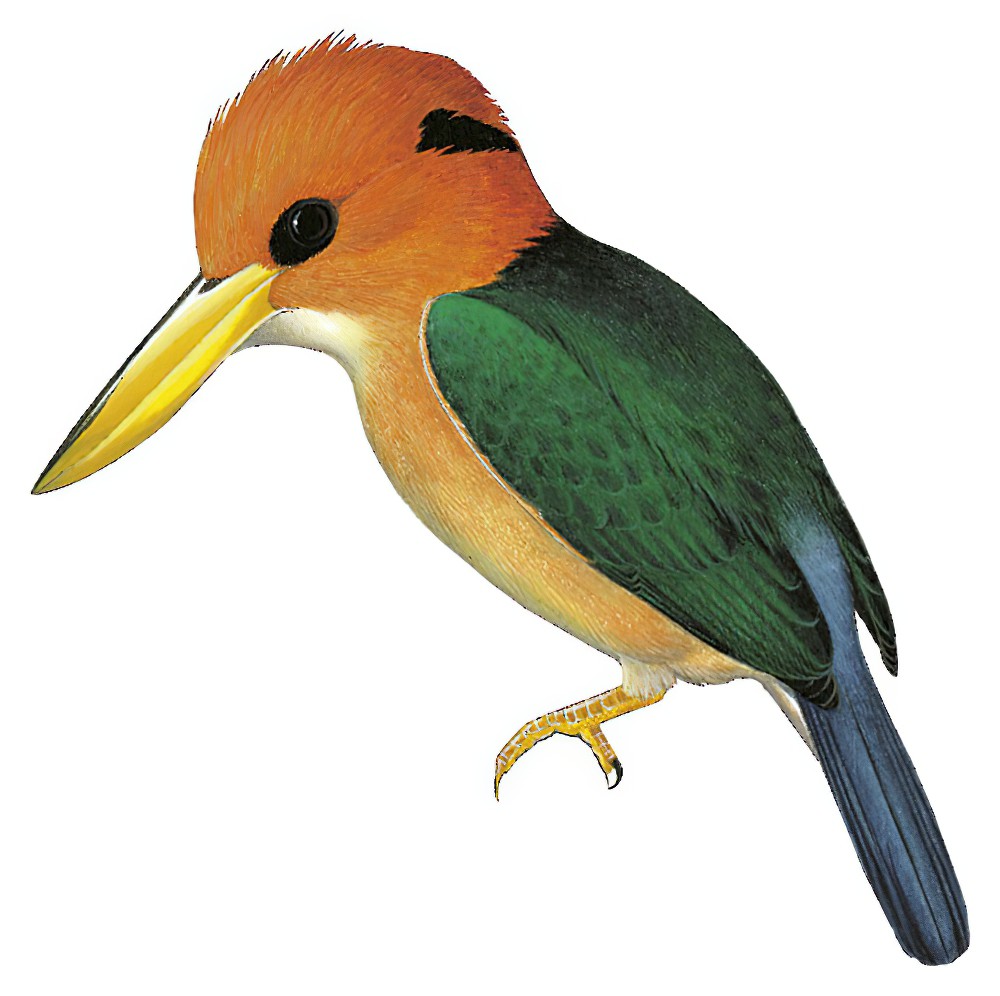 Mountain Kingfisher / Syma megarhyncha