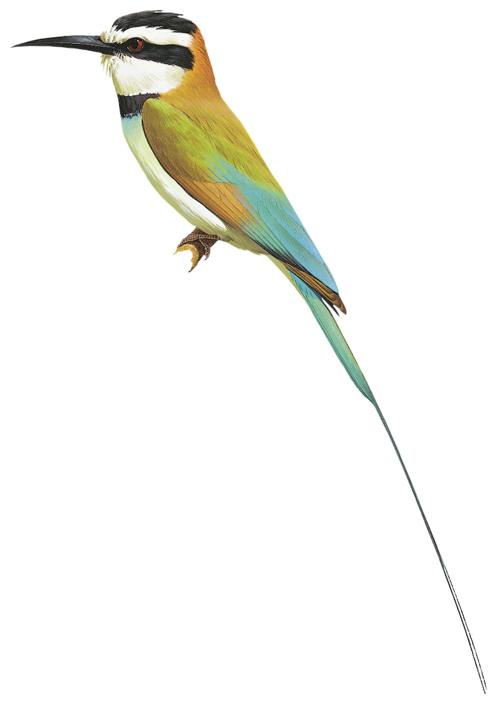 White-throated Bee-eater / Merops albicollis