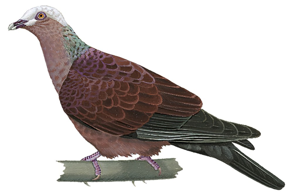 Pale-capped Pigeon / Columba punicea