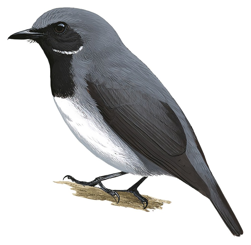 Black-throated Robin / Poecilodryas albonotata