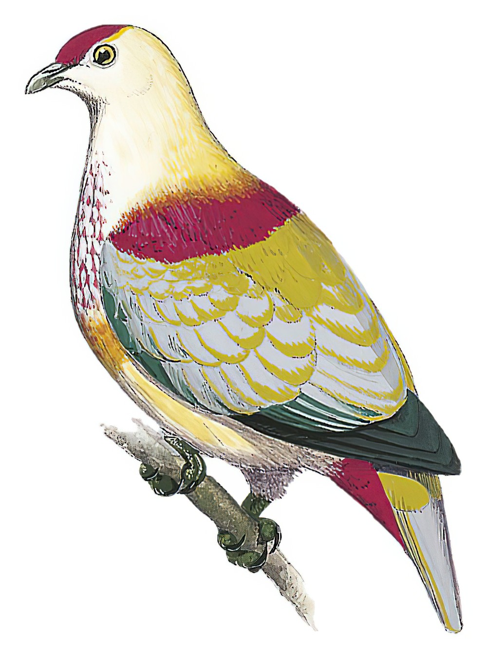 Many-colored Fruit-Dove / Ptilinopus perousii