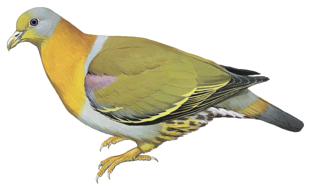 Yellow-footed Green-Pigeon / Treron phoenicopterus