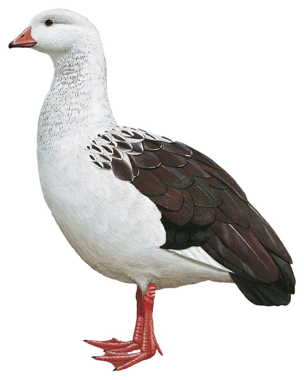 Andean Goose / Oressochen melanopterus