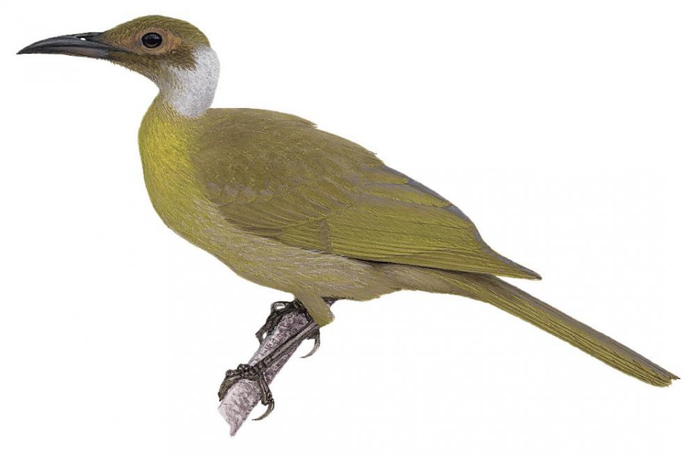 Seram Friarbird / Philemon subcorniculatus