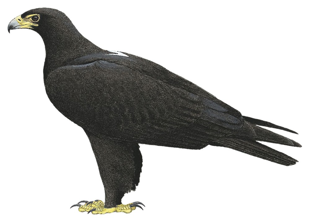 Verreaux\'s Eagle / Aquila verreauxii