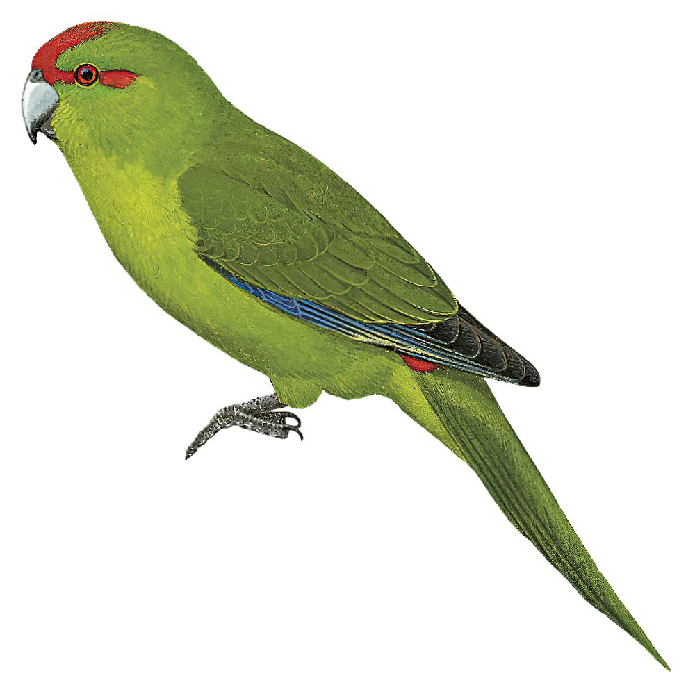 Red-crowned Parakeet / Cyanoramphus novaezelandiae