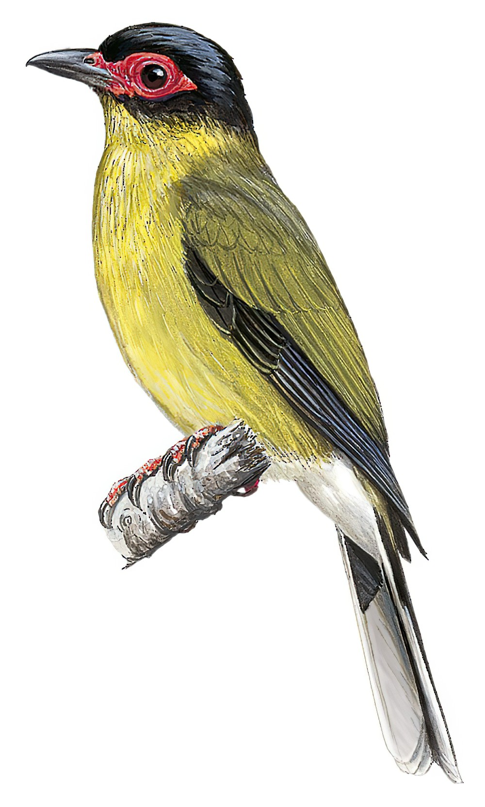 Australasian Figbird / Sphecotheres vieilloti