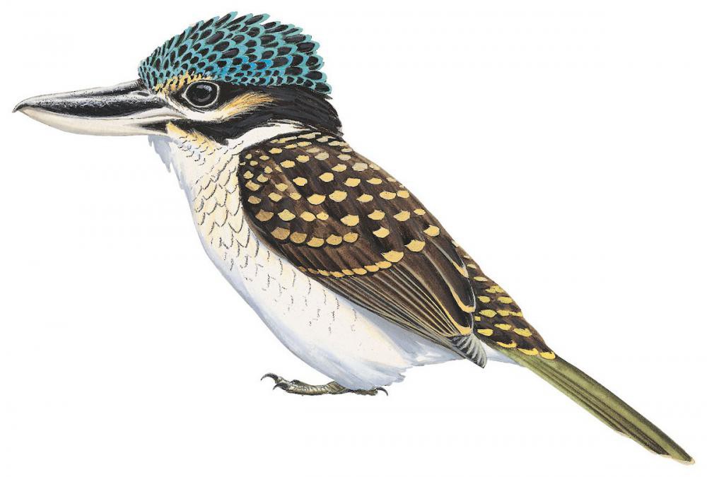 Hook-billed Kingfisher / Melidora macrorrhina