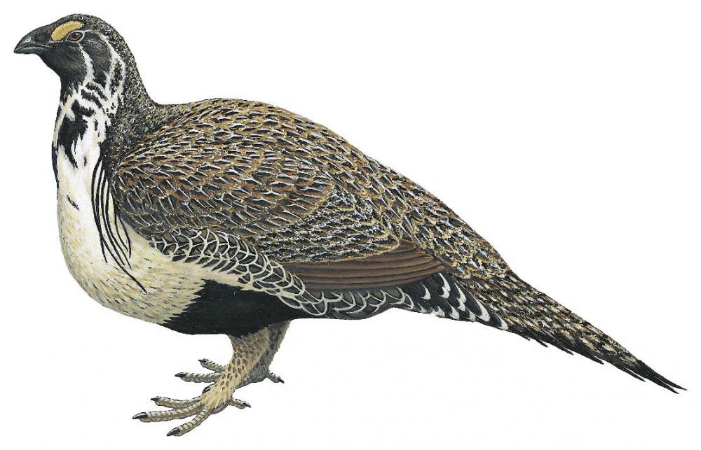 Greater Sage-Grouse / Centrocercus urophasianus