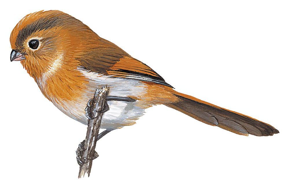 Fulvous Parrotbill / Suthora fulvifrons
