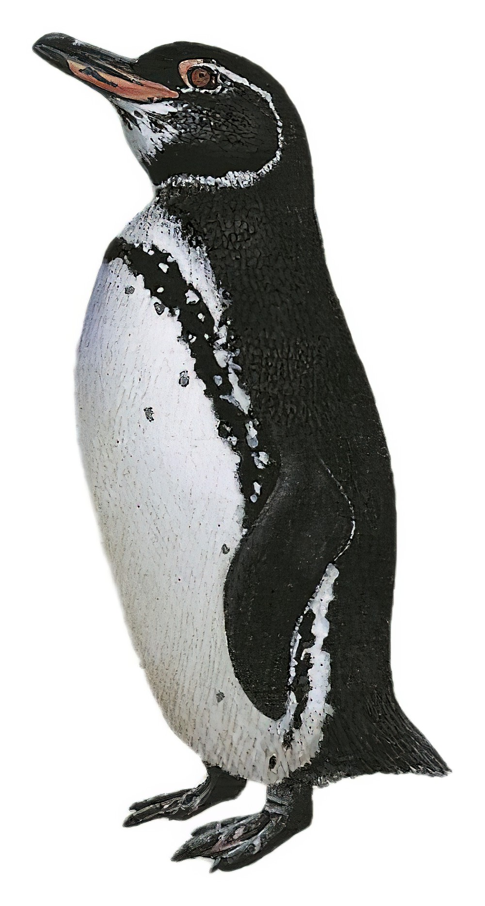 Galapagos Penguin / Spheniscus mendiculus