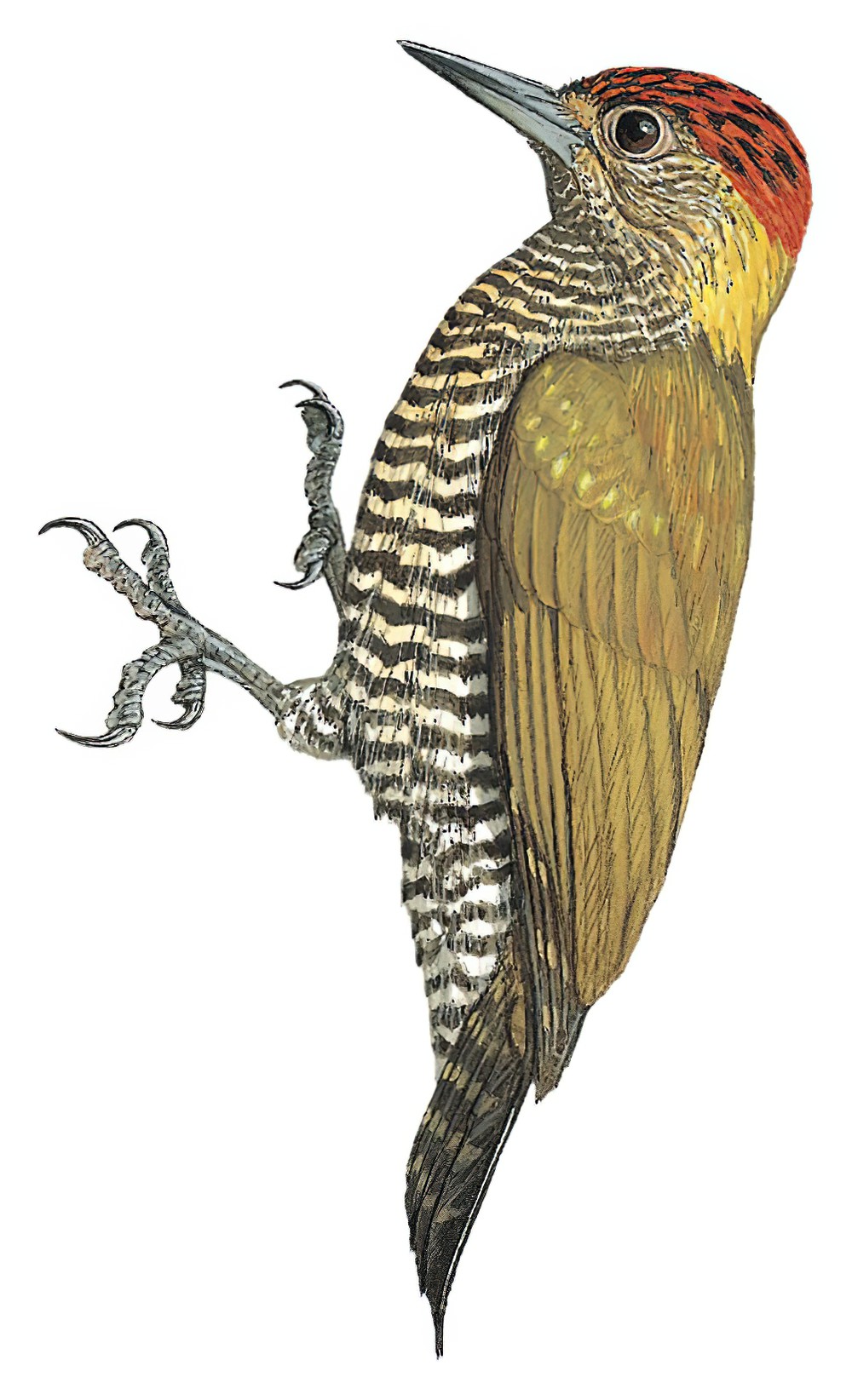 Choco Woodpecker / Dryobates chocoensis