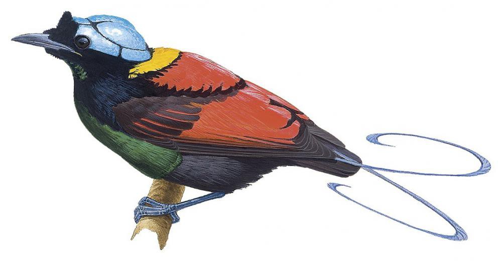 Wilson\'s Bird-of-Paradise / Cicinnurus respublica