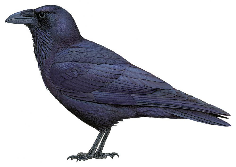 Common Raven / Corvus corax