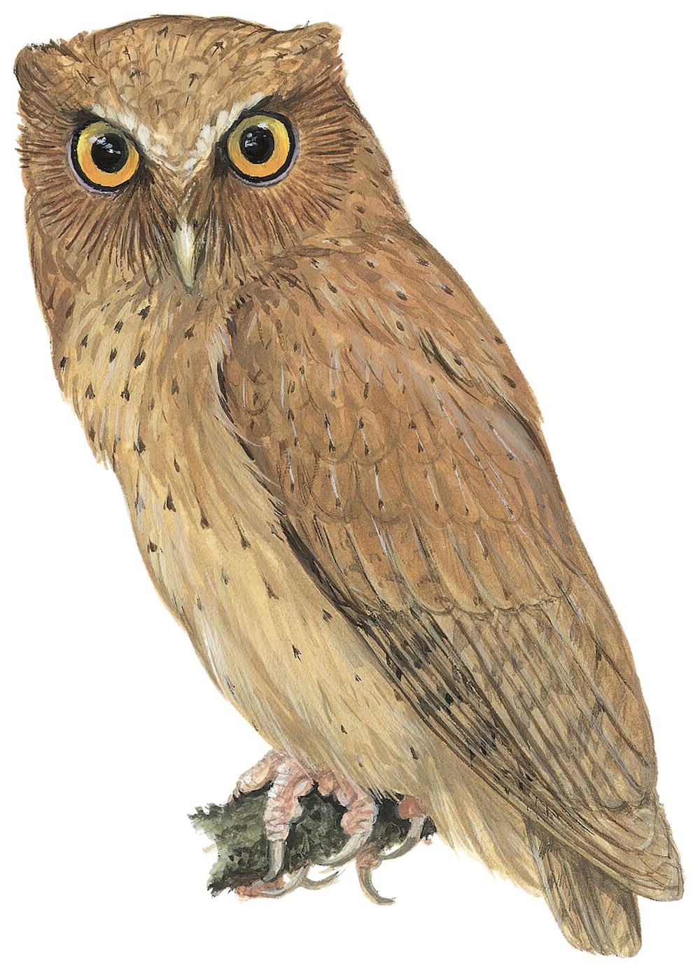 Serendib Scops-Owl / Otus thilohoffmanni
