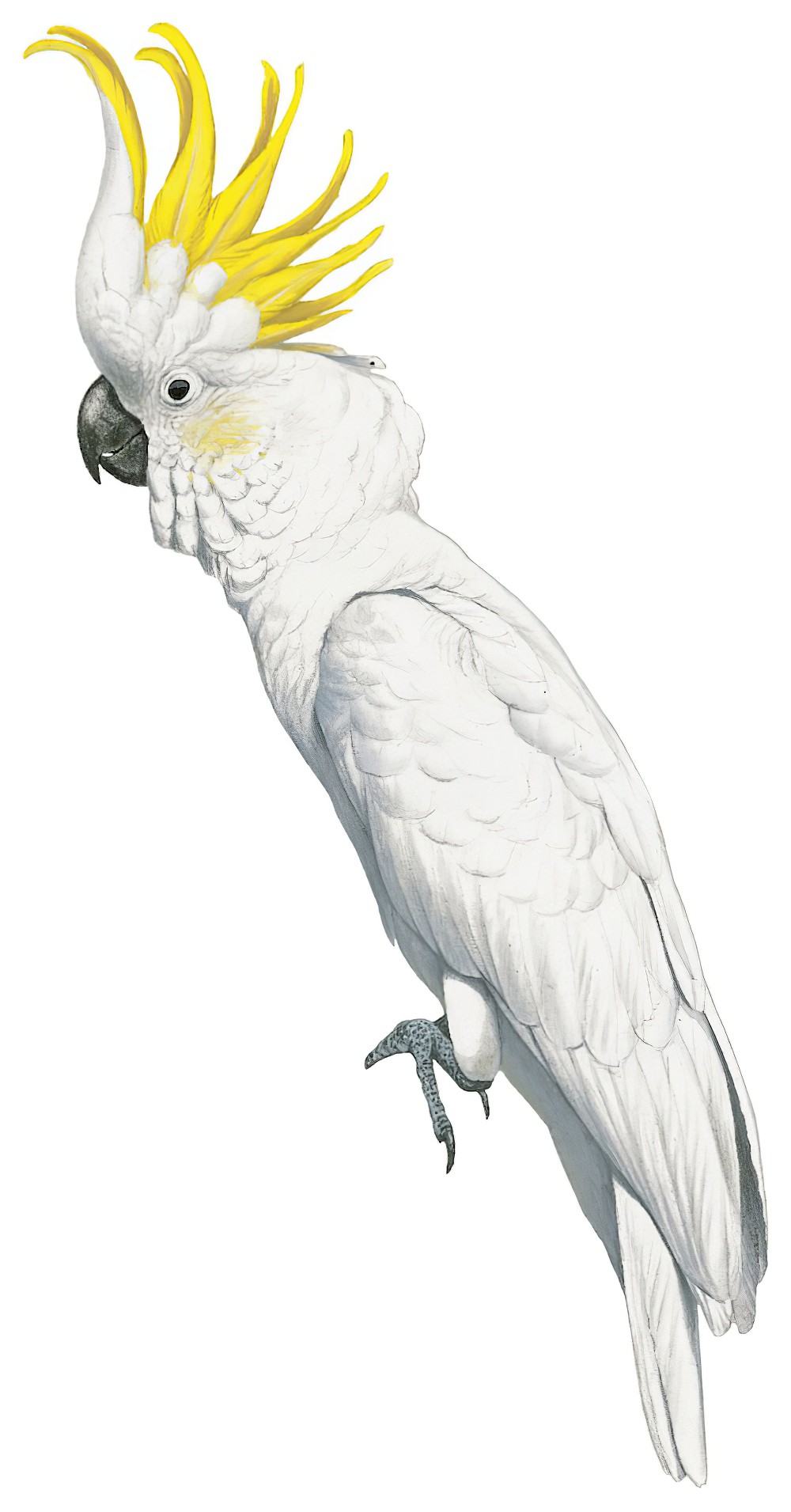 Sulphur-crested Cockatoo / Cacatua galerita