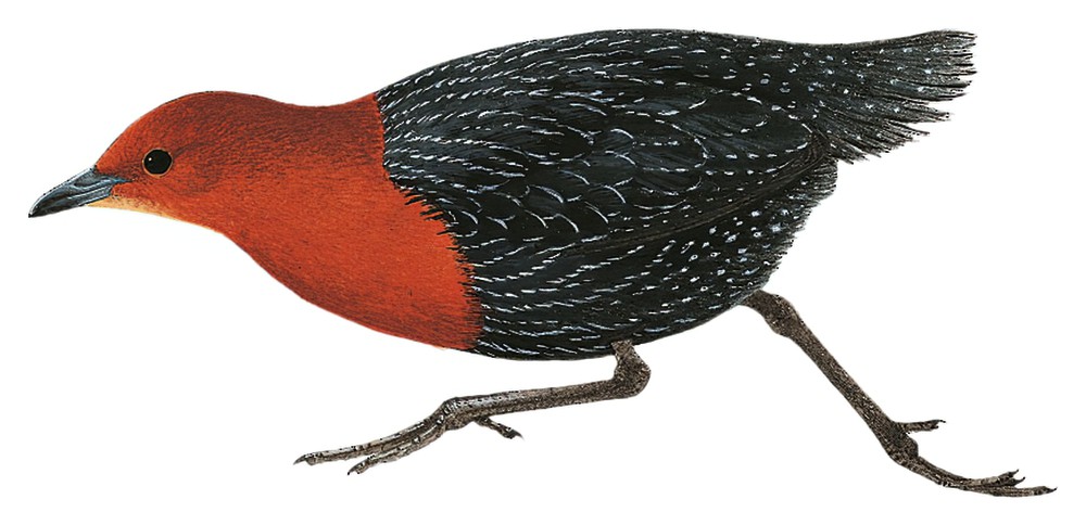 Red-chested Flufftail / Sarothrura rufa