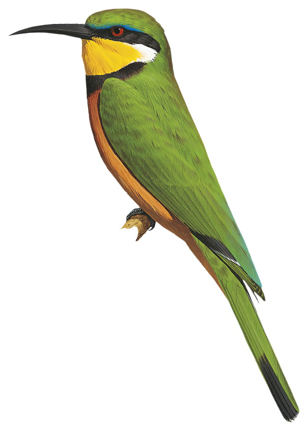 Cinnamon-chested Bee-eater / Merops oreobates