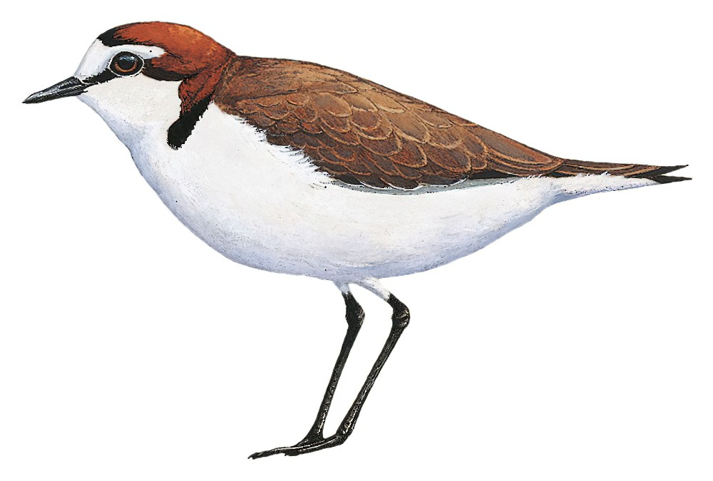 Red-capped Plover / Charadrius ruficapillus