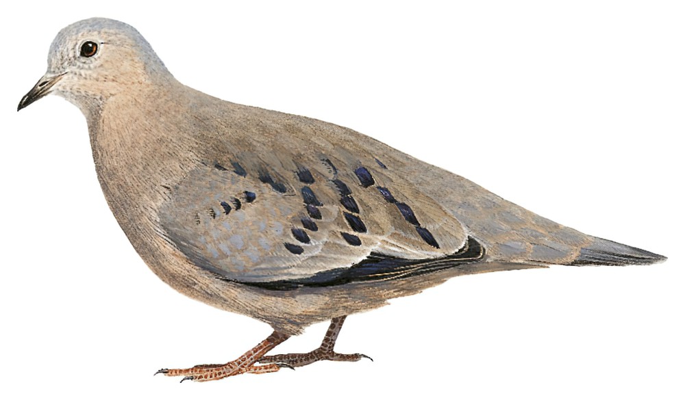 Ecuadorian Ground Dove / Columbina buckleyi