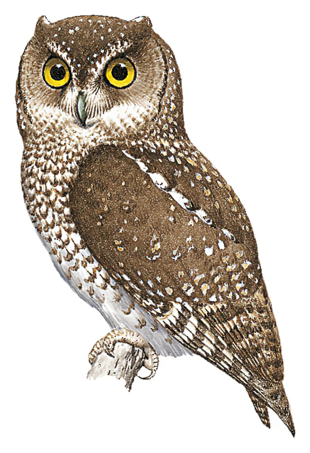 Bearded Screech-Owl / Megascops barbarus