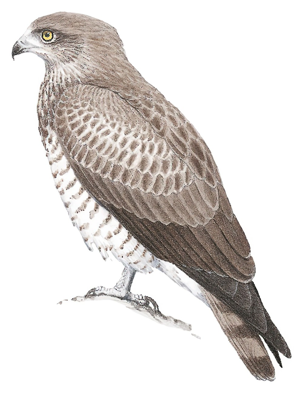 Short-toed Snake-Eagle / Circaetus gallicus