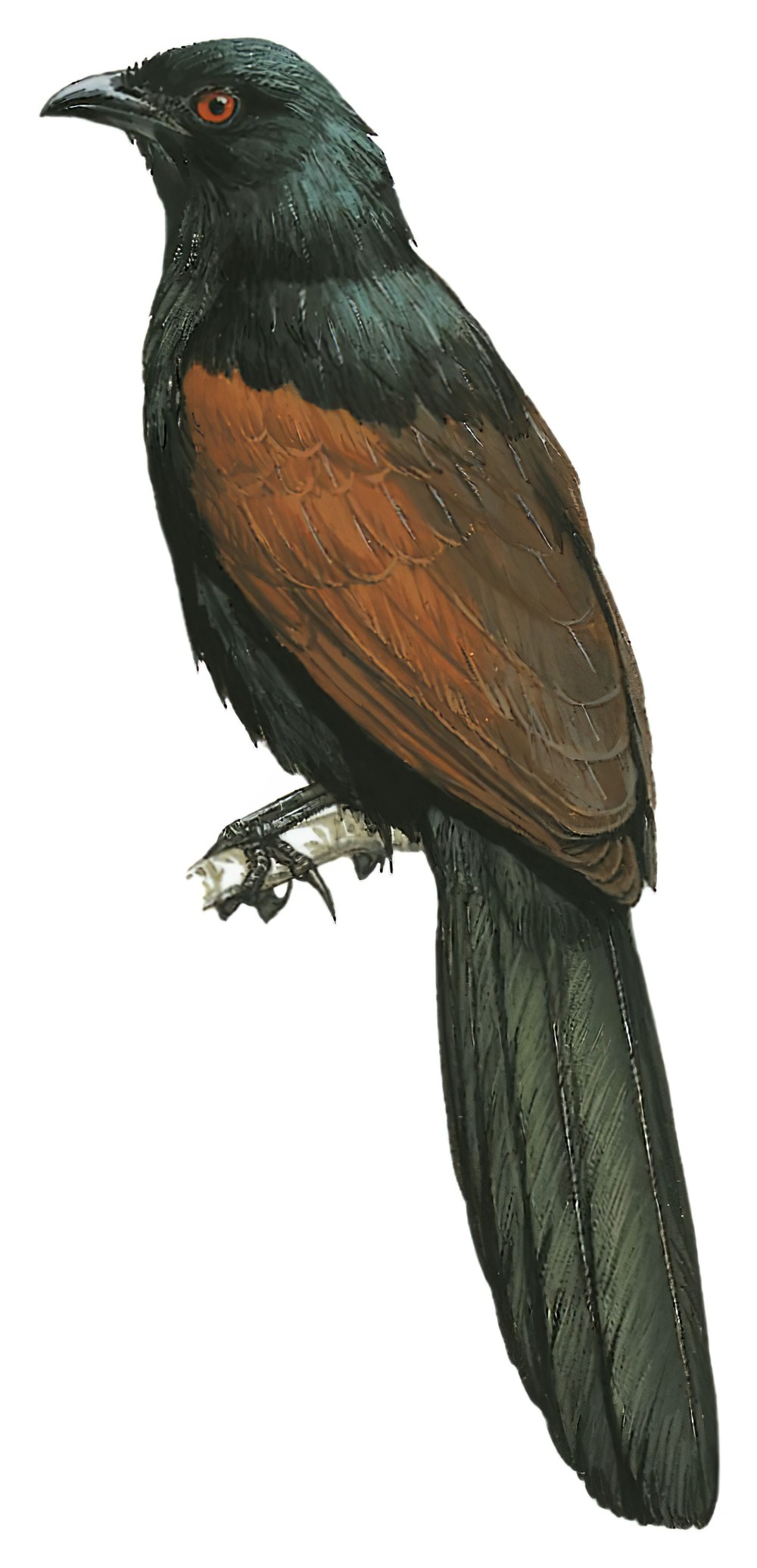 Madagascar Coucal / Centropus toulou