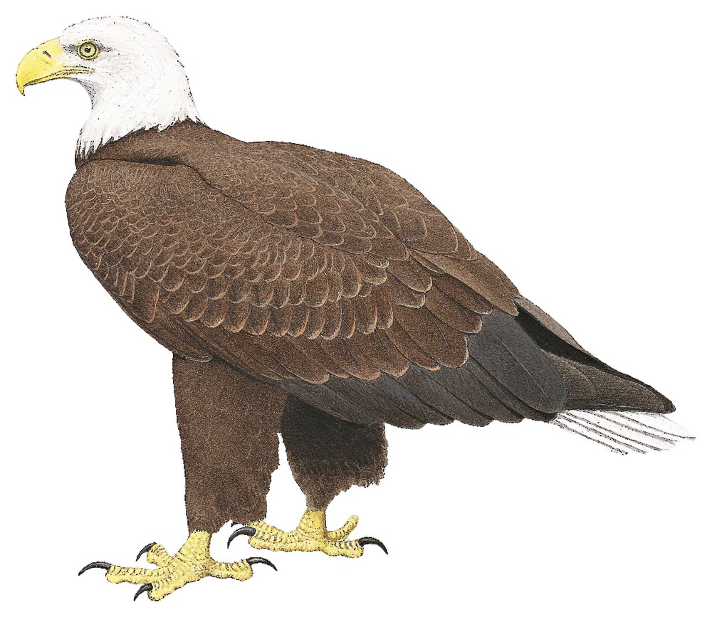 Bald Eagle / Haliaeetus leucocephalus