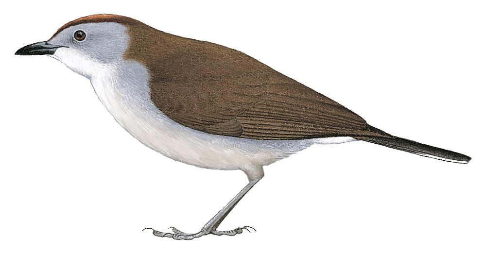 White-tailed Alethe / Alethe diademata