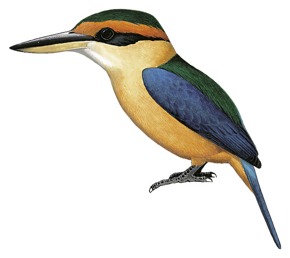 Cinnamon-banded Kingfisher / Todiramphus australasia