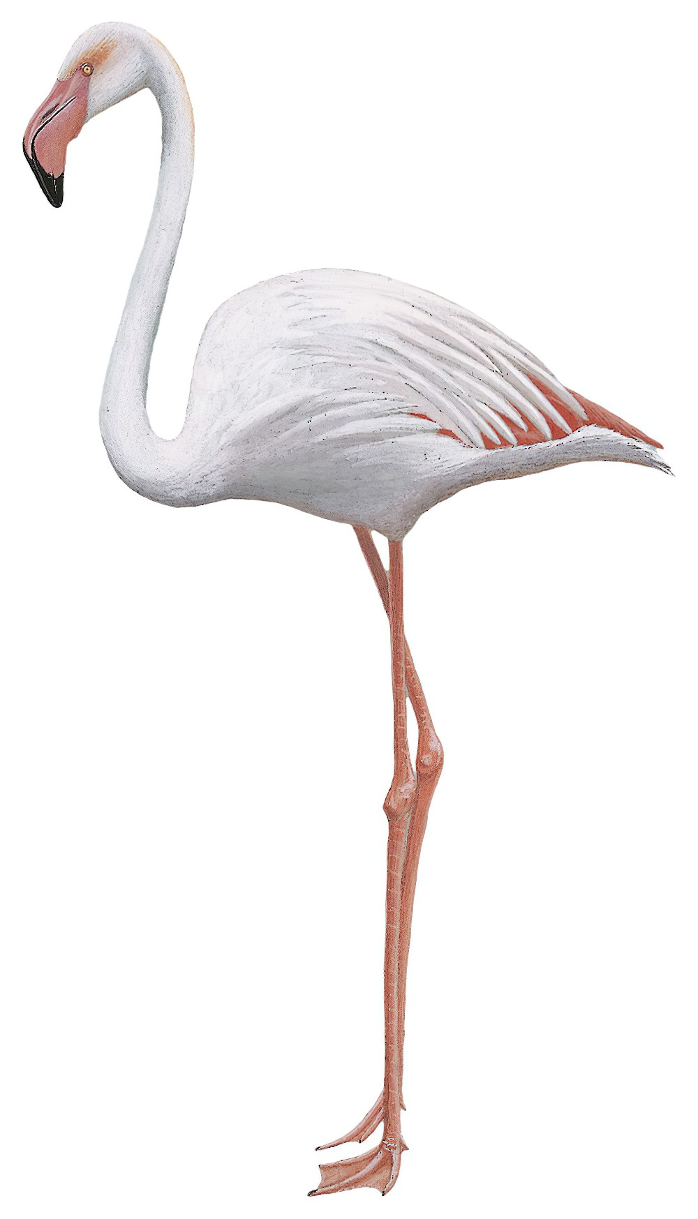 Greater Flamingo / Phoenicopterus roseus