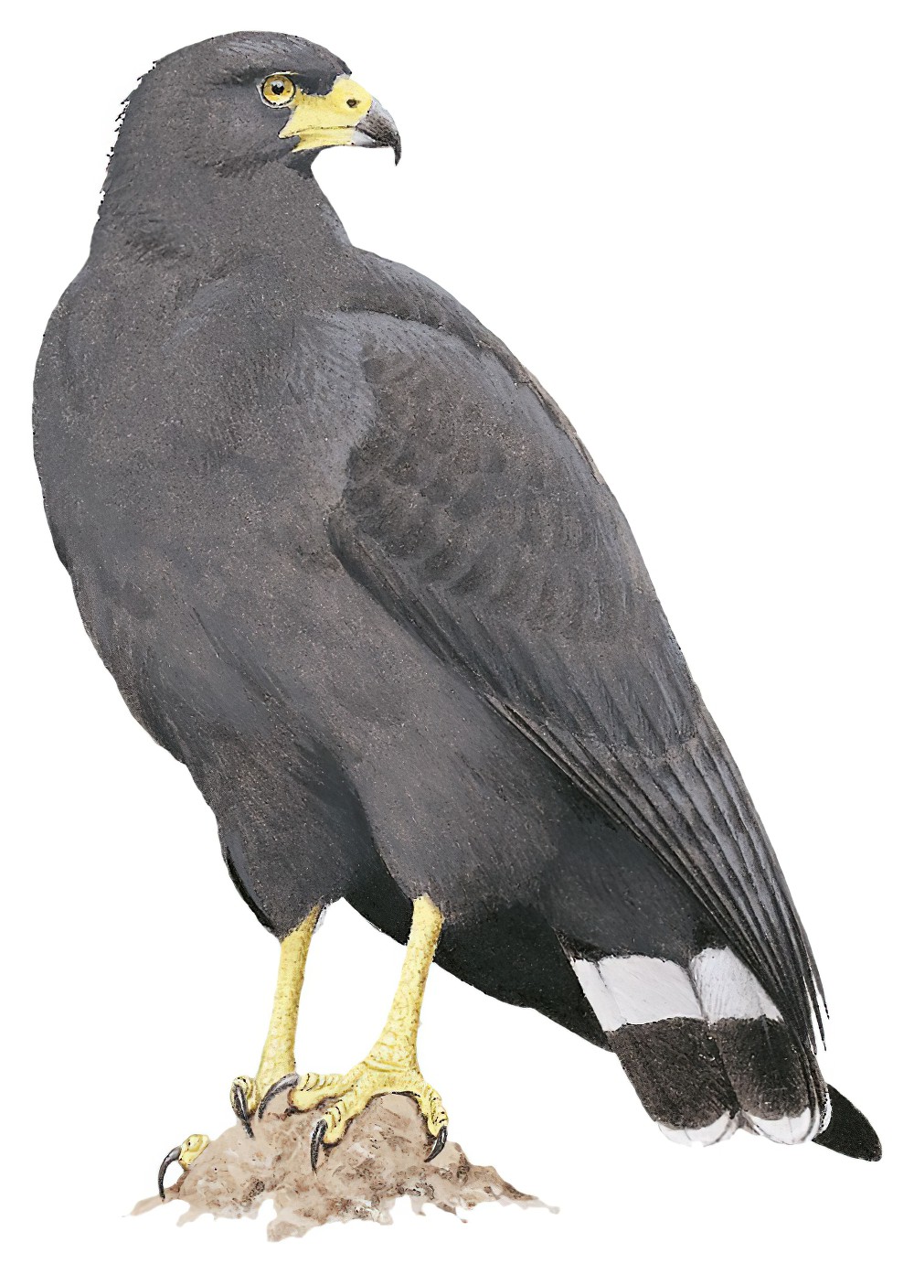 Solitary Eagle / Buteogallus solitarius