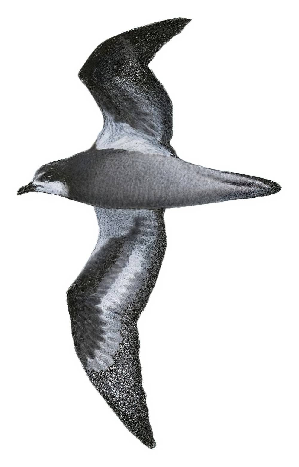 Collared Petrel / Pterodroma brevipes