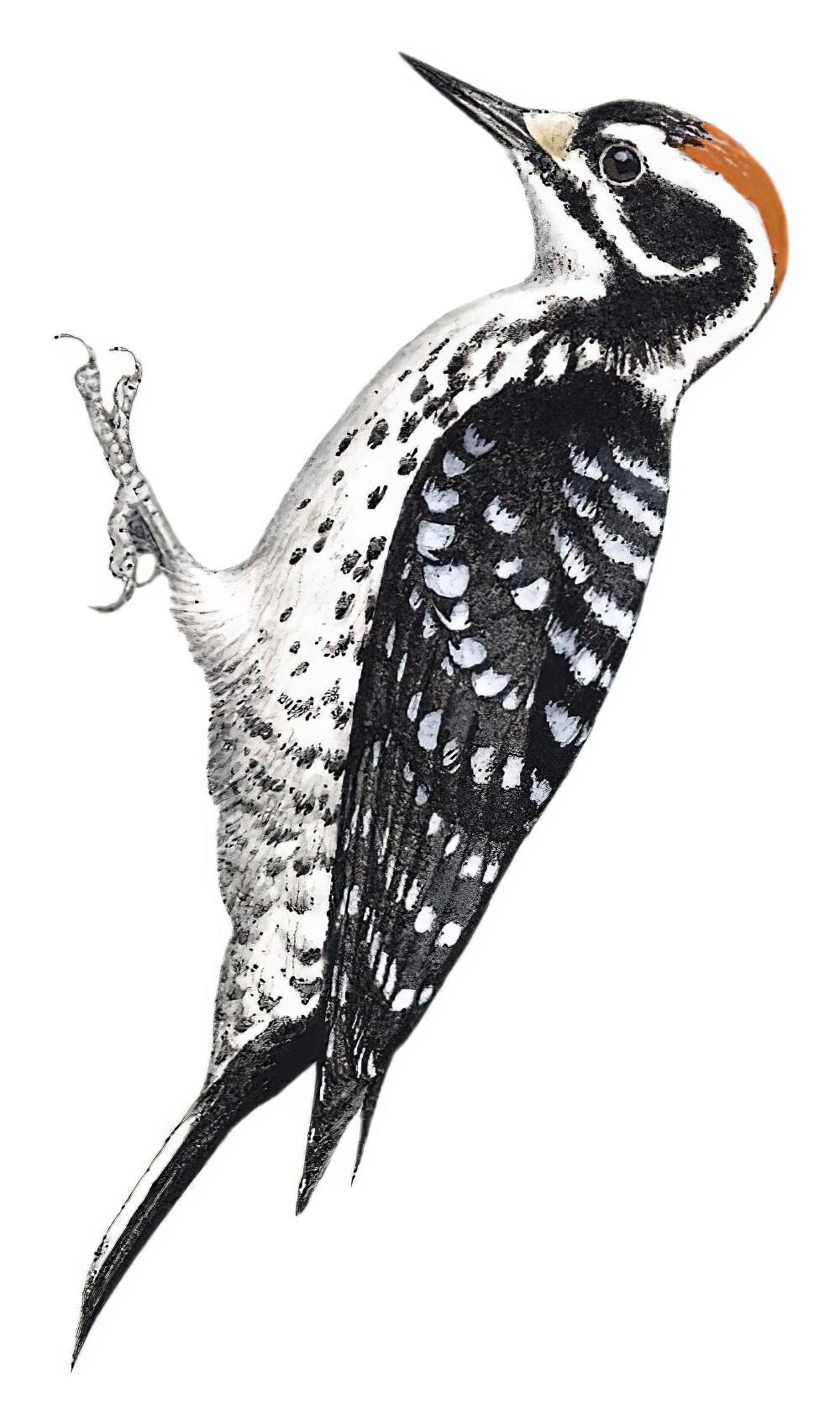 Nuttall\'s Woodpecker / Dryobates nuttallii