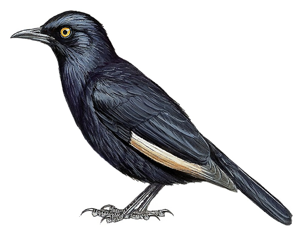 Pale-winged Starling / Onychognathus nabouroup