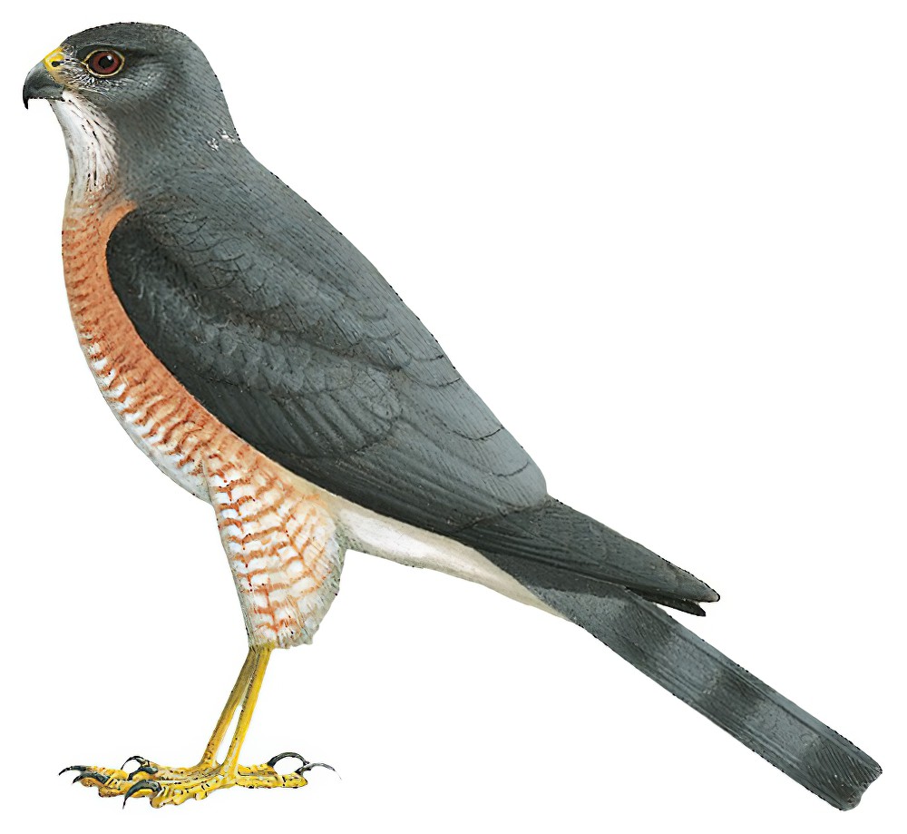 Japanese Sparrowhawk / Accipiter gularis